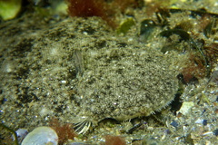 Solea aegyptiaca