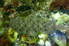 Solea aegyptiaca