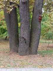 Sciurus vulgaris