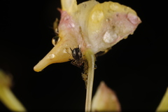 Impatientinum asiaticum