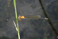 Ischnura aralensis