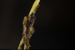 Impatientinum asiaticum