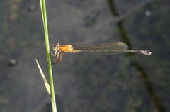Ischnura aralensis