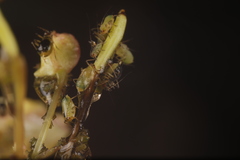 Impatientinum asiaticum
