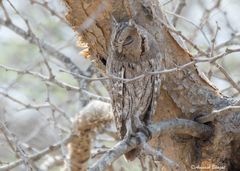 Otus brucei