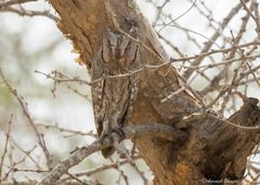 Otus brucei