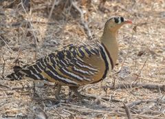 Pterocles indicus