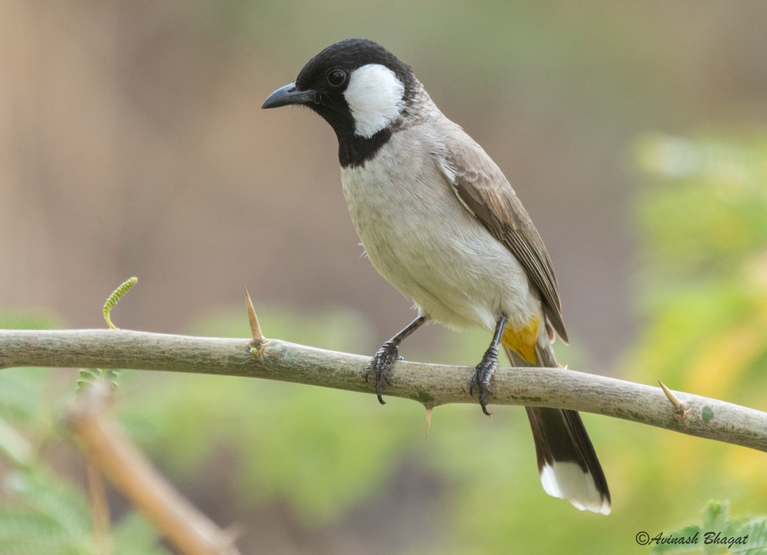White-eared Bulbul