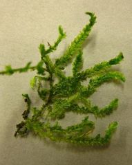 Camptochaete arbuscula