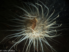 Sagartiogeton undatus