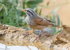 Emberiza striolata