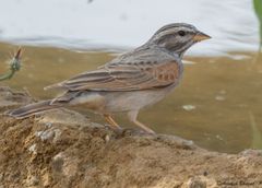 Emberiza striolata