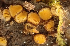 Scutellinia erinaceus