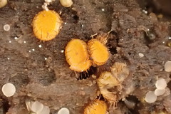Scutellinia erinaceus