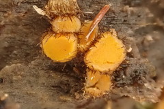 Scutellinia erinaceus