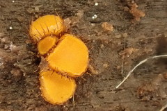 Scutellinia erinaceus