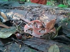 Bothrops oligobalius