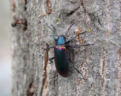 Strongylium cupreocinctum