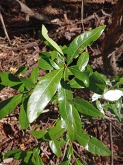 Gordonia lasianthus