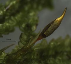 Camptochaete arbuscula
