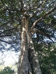 Ficus costaricana