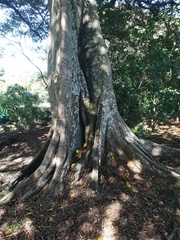 Ficus costaricana