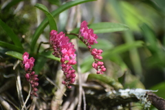 Rodriguezia lanceolata