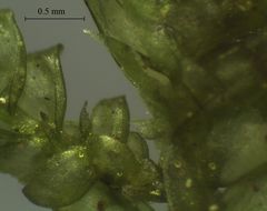 Camptochaete arbuscula