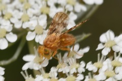 Oxyna flavipennis