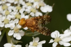 Oxyna flavipennis