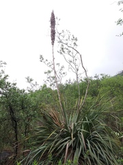 Dasylirion berlandieri