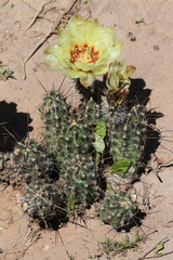 Echinocereus papillosus
