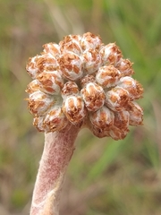 Helichrysum pedunculatum