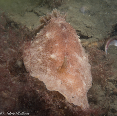 Geitodoris planata
