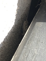 Sceloporus occidentalis