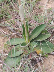 Helichrysum pedunculatum