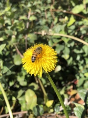 Apis mellifera