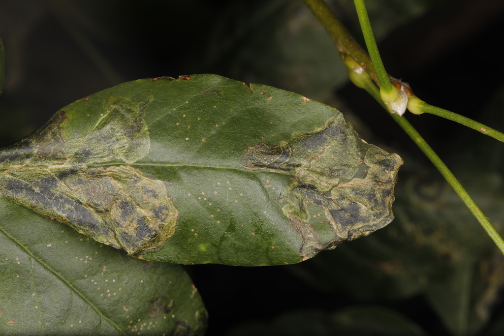 Agromyza demeijerei