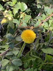 Apis mellifera
