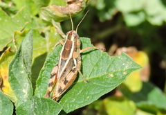 Dichroplus vittatus