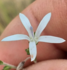 Wahlenbergia unidentata