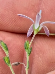 Wahlenbergia unidentata