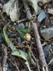 Disonycha quinquelineata