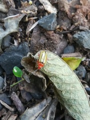 Disonycha quinquelineata