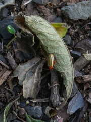 Disonycha quinquelineata