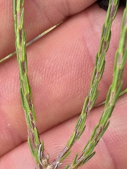 Wahlenbergia unidentata