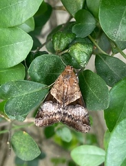 Melipotis fasciolaris