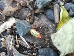 Disonycha quinquelineata