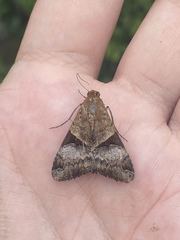 Melipotis fasciolaris