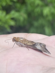 Melipotis fasciolaris